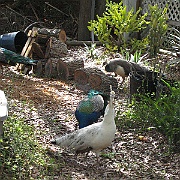 Picture 033
